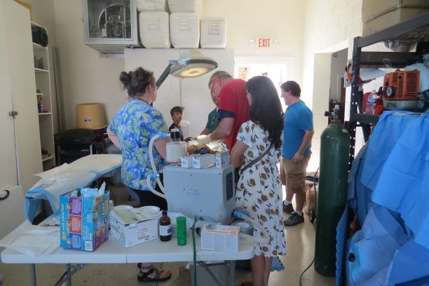 The veterinary team from Boone, N.C., spays a female Ocracat. From left, Joanna Burkett, veterinary technician, Kevin Johnson, Dr. Howard Johnson, Mariesa Johnson and Garrett Burkett. Photo by Rita Thiel 